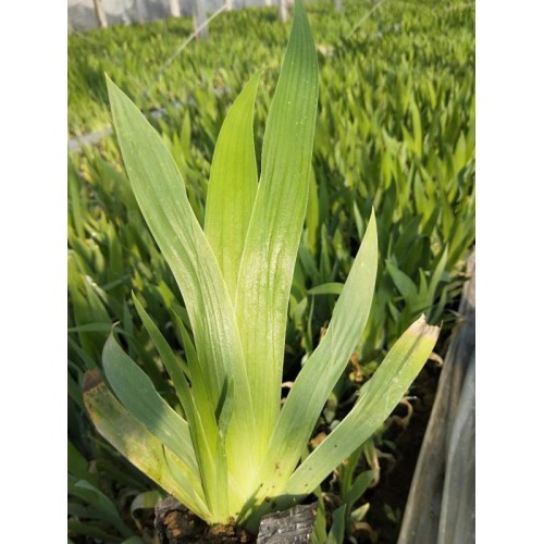 出售鳶尾，鳶尾種植基地，